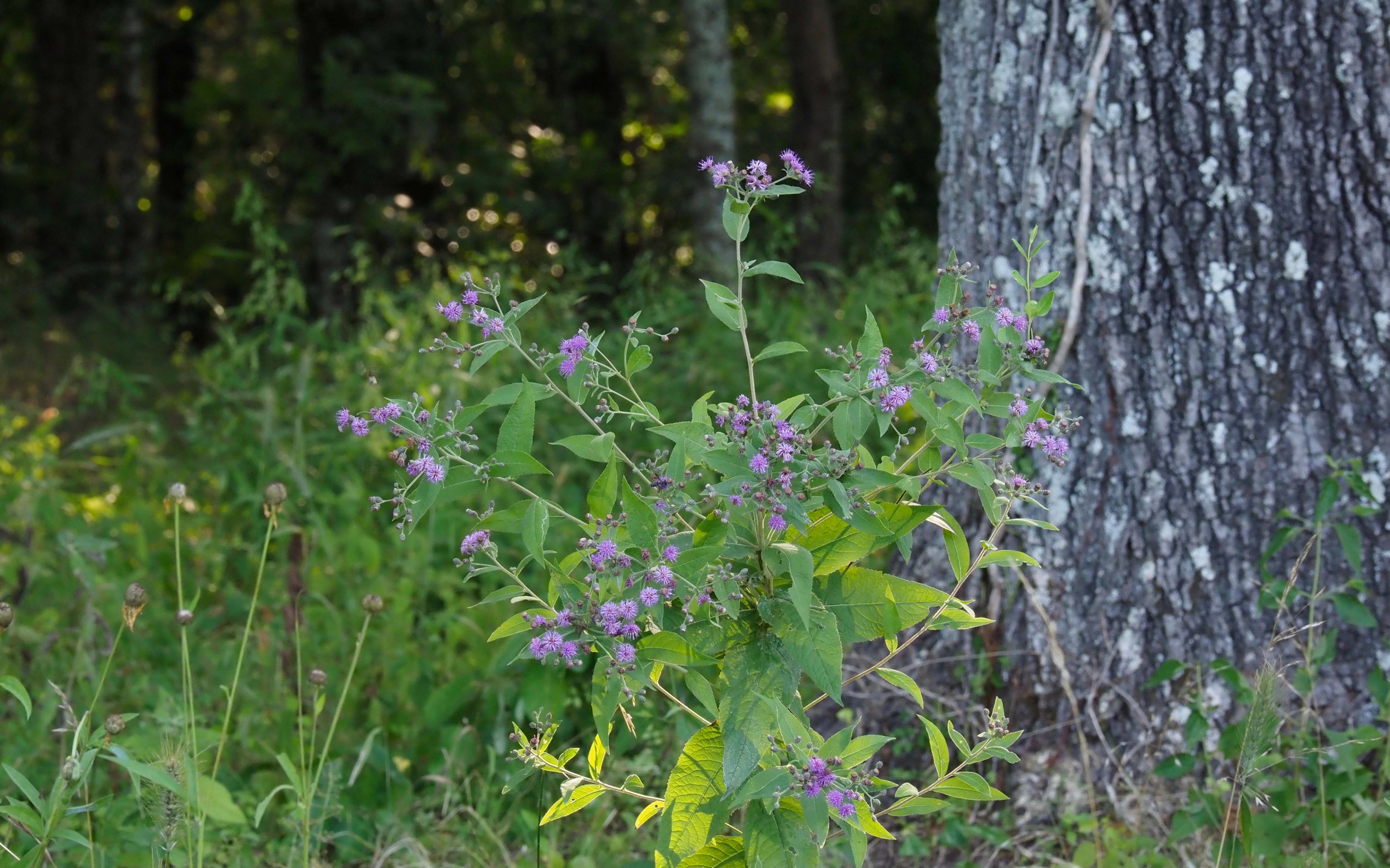Vernonia baldwinii