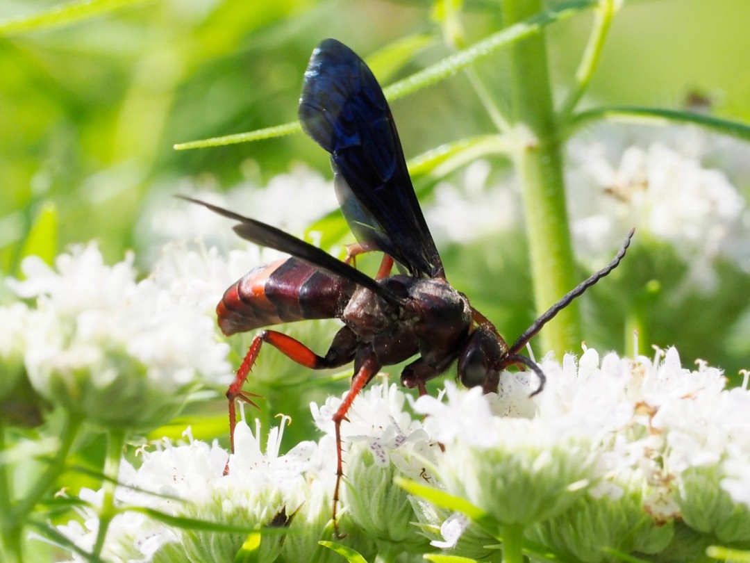 Frigid Spider wasp