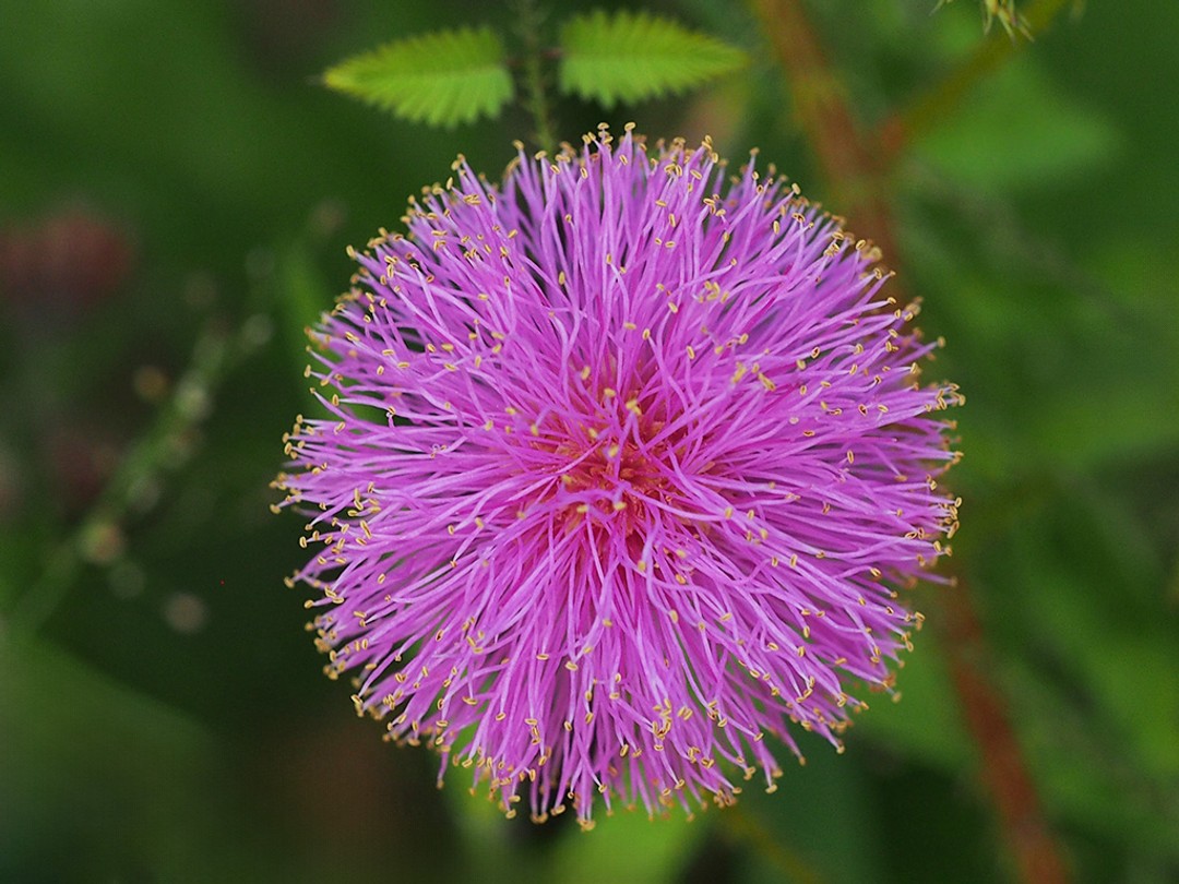 Close view of flower head
