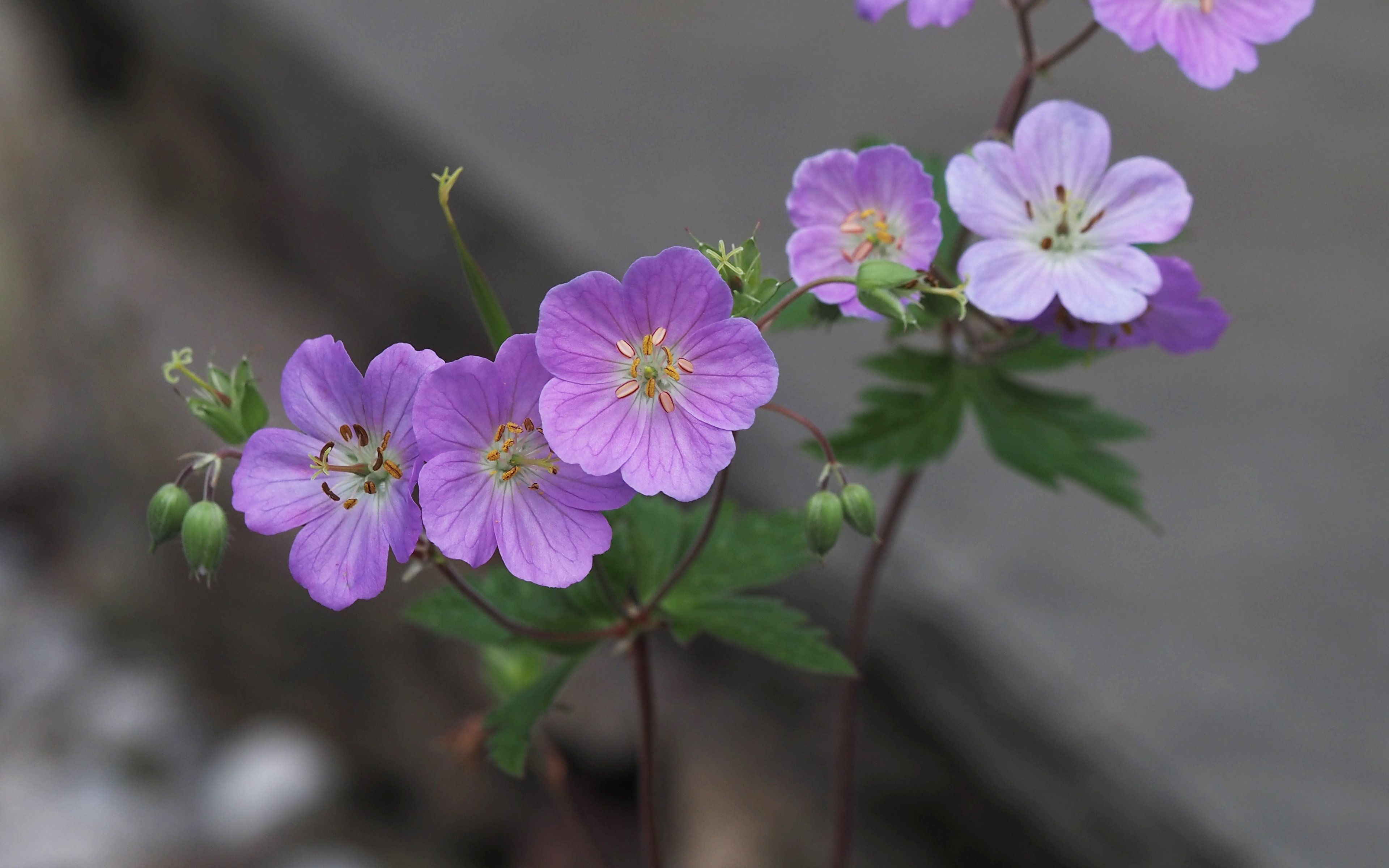 Geranium maculatum flowers