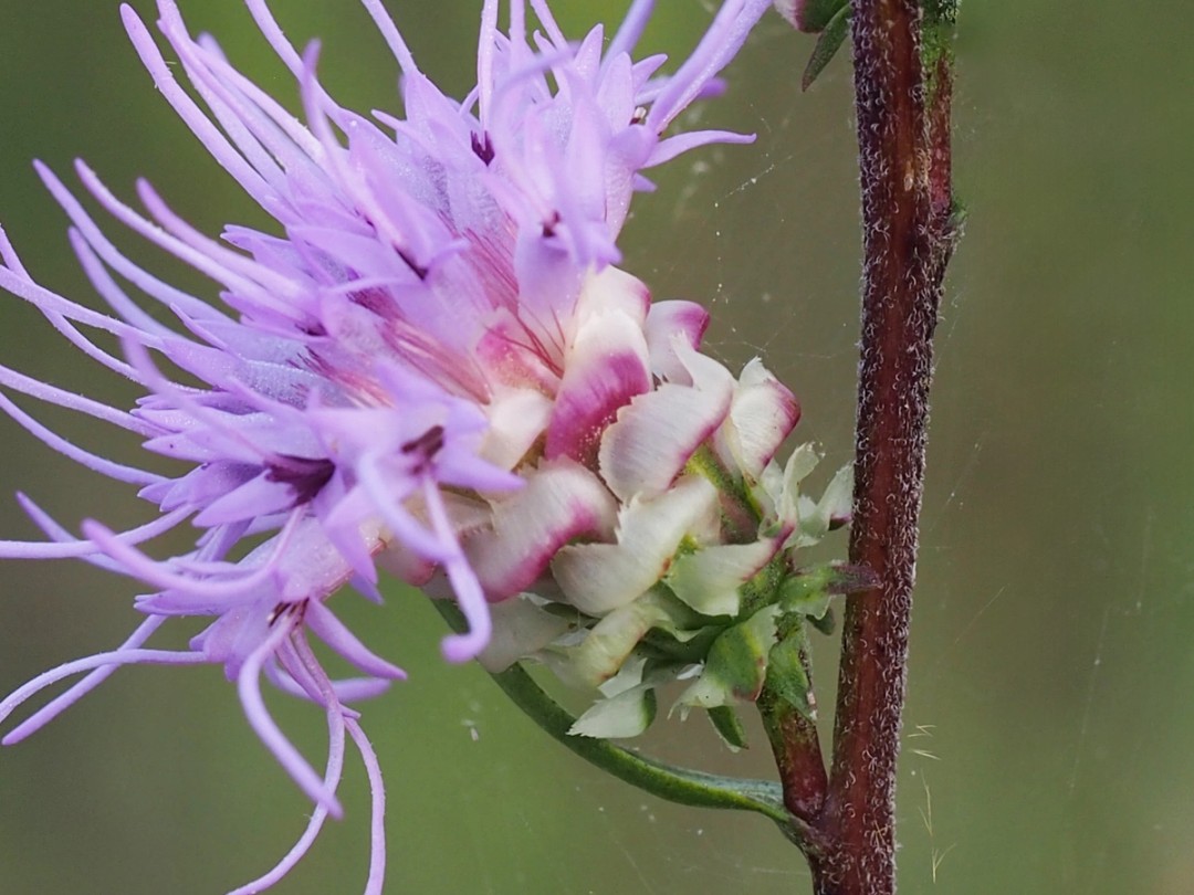 Liatris aspera bracts