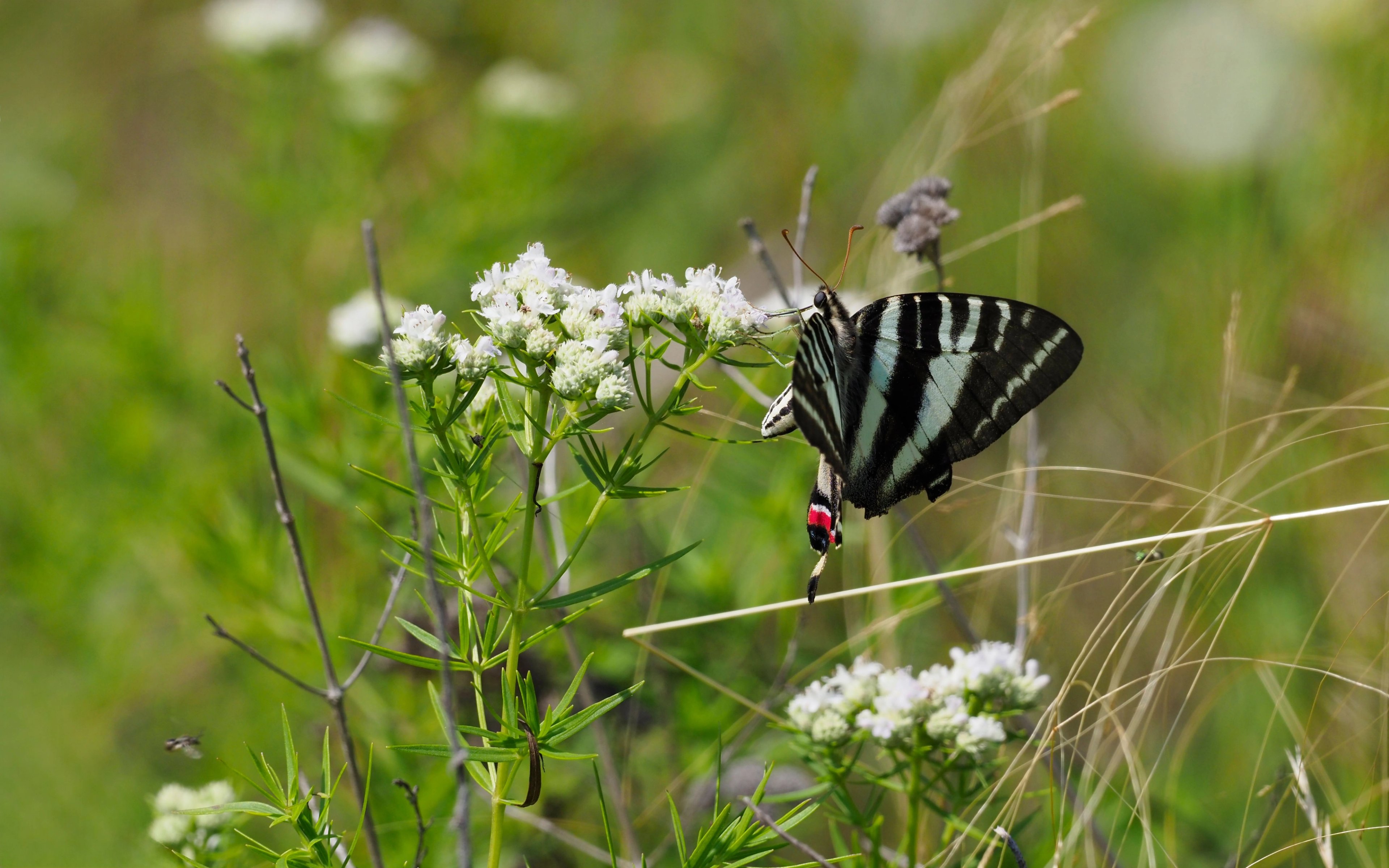 Pycnanthemum tenuifolium with Zebra swallowtail