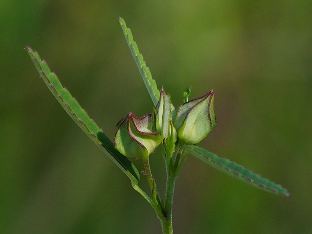 Close look at buds