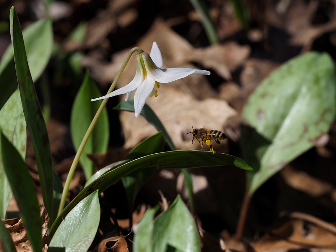 Honey bee (Apis mellifera) flying toward Trout lily