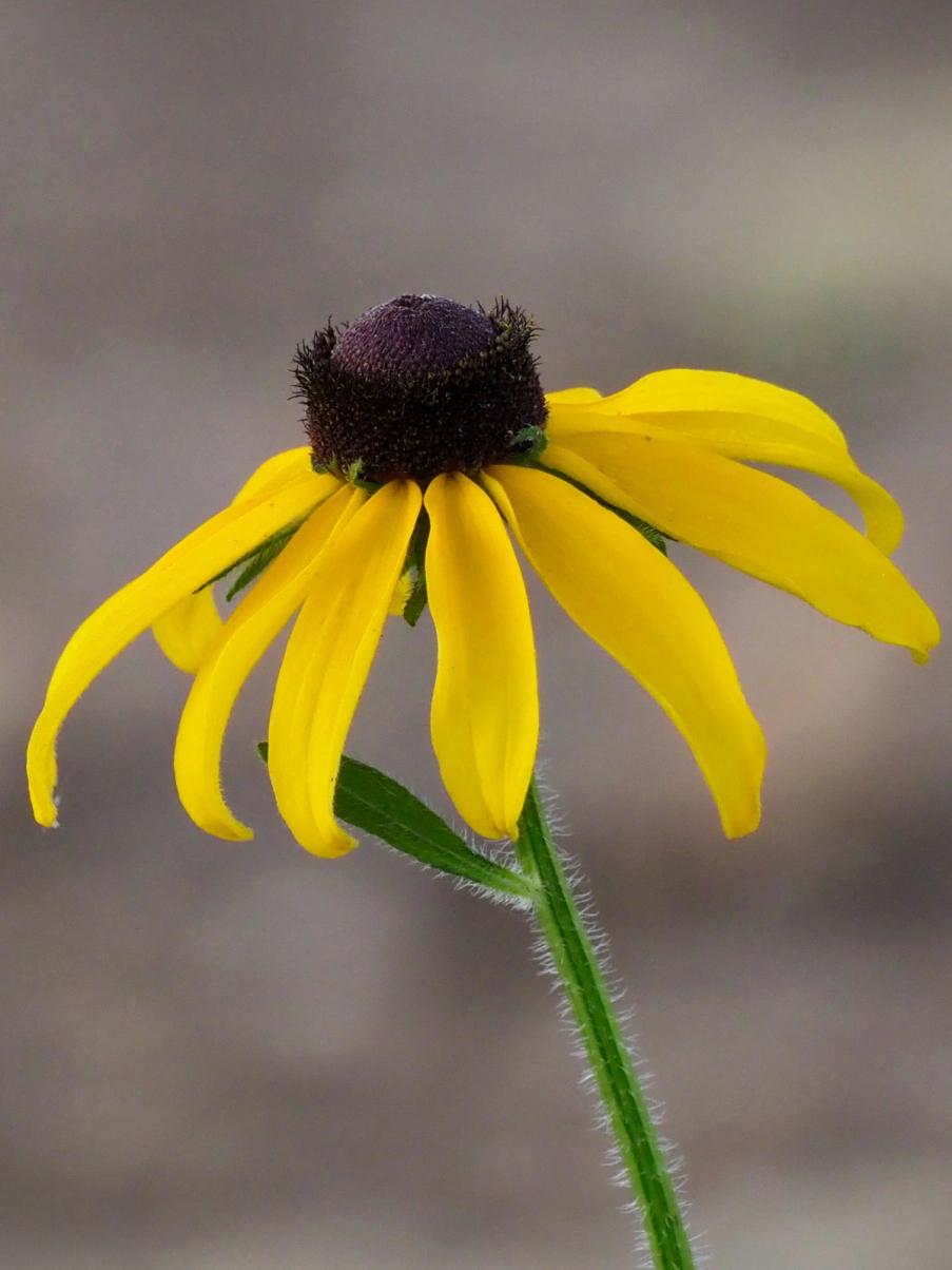 Bright yellow flowers of Rudbeckia hirta