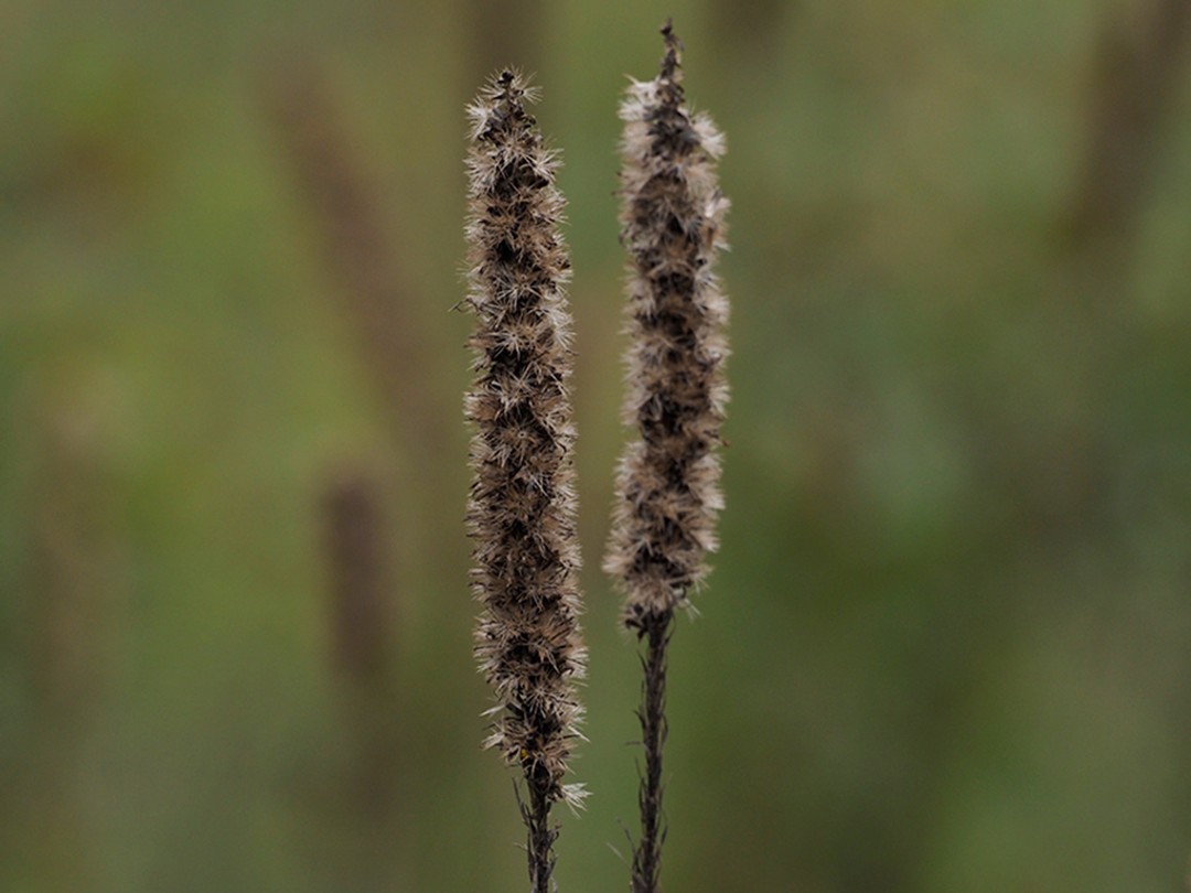 Liatris pycnostachya