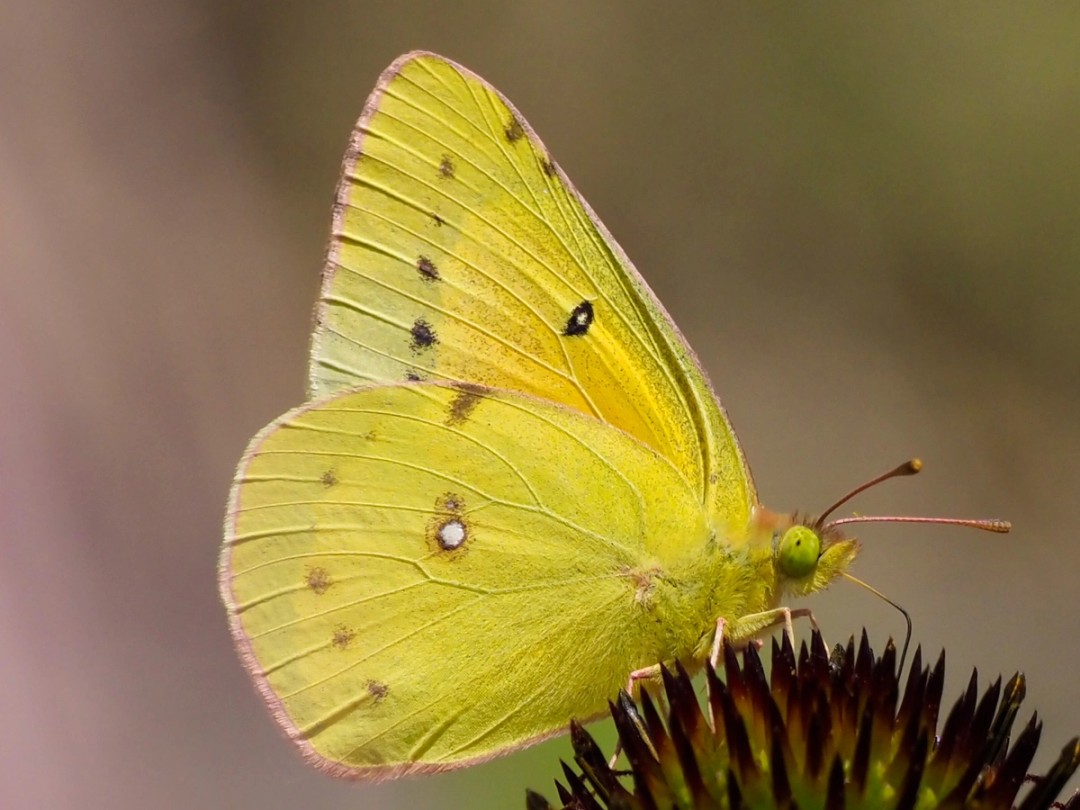 Orange sulfur