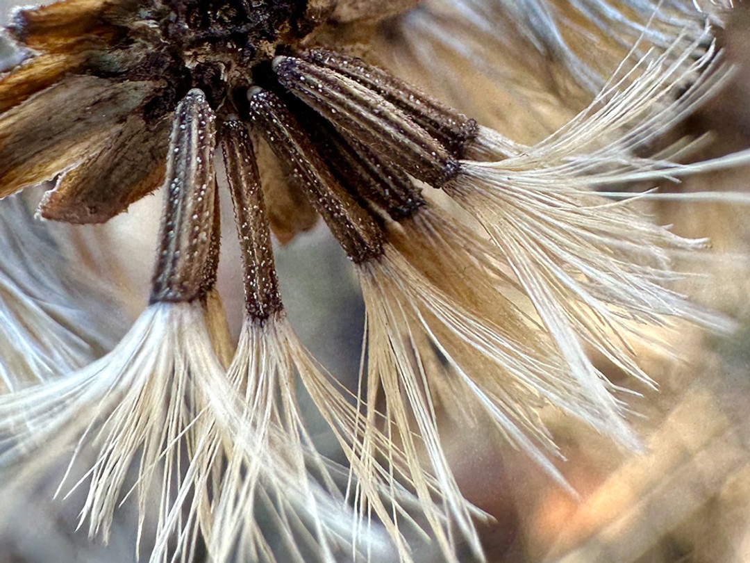 Close view of Liatris seeds with fluffy pappus