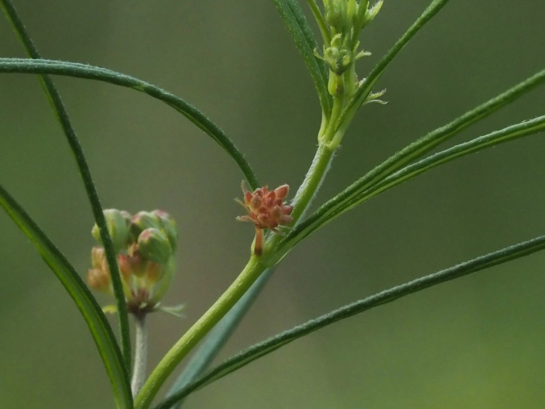Close look at pinkish buds