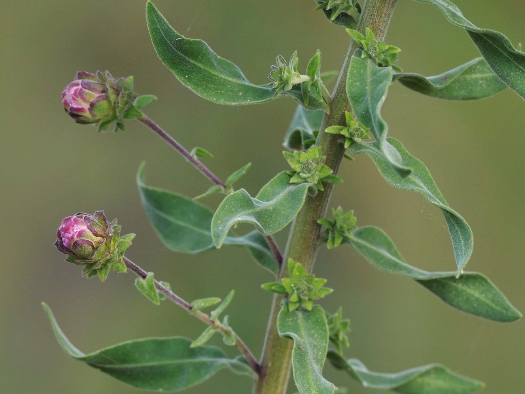 Middle flowers on long stalks