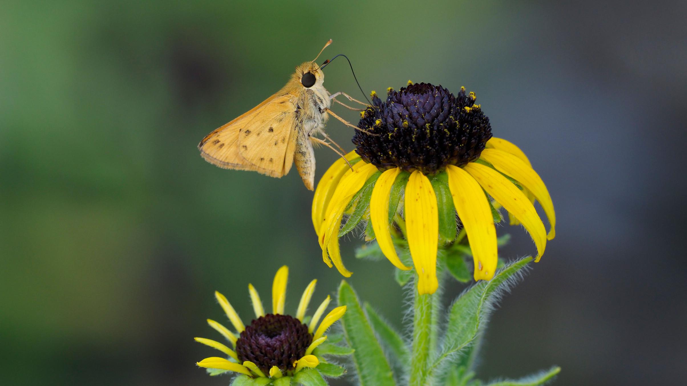 Rudbeckia missouriensis with Fiery skipper