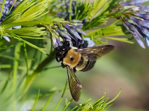 Carpenter bees are frequent pollinator visitors