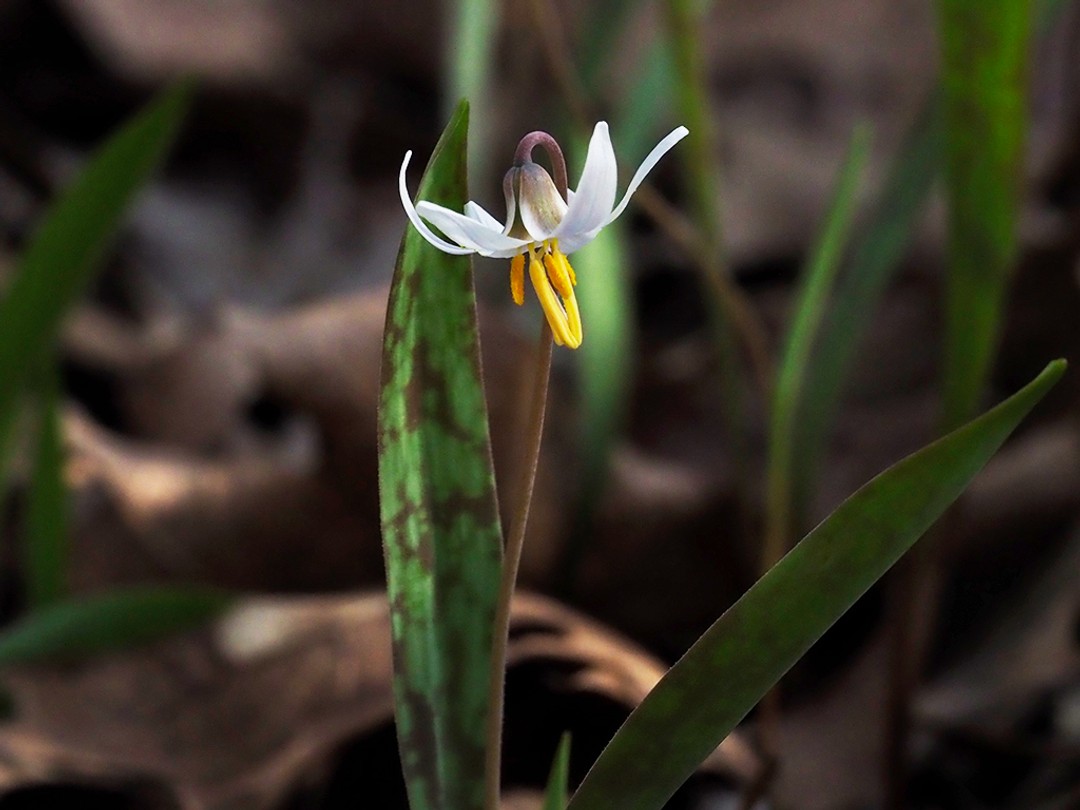 Nodding flower with white petals and long stamens with yellow anthers