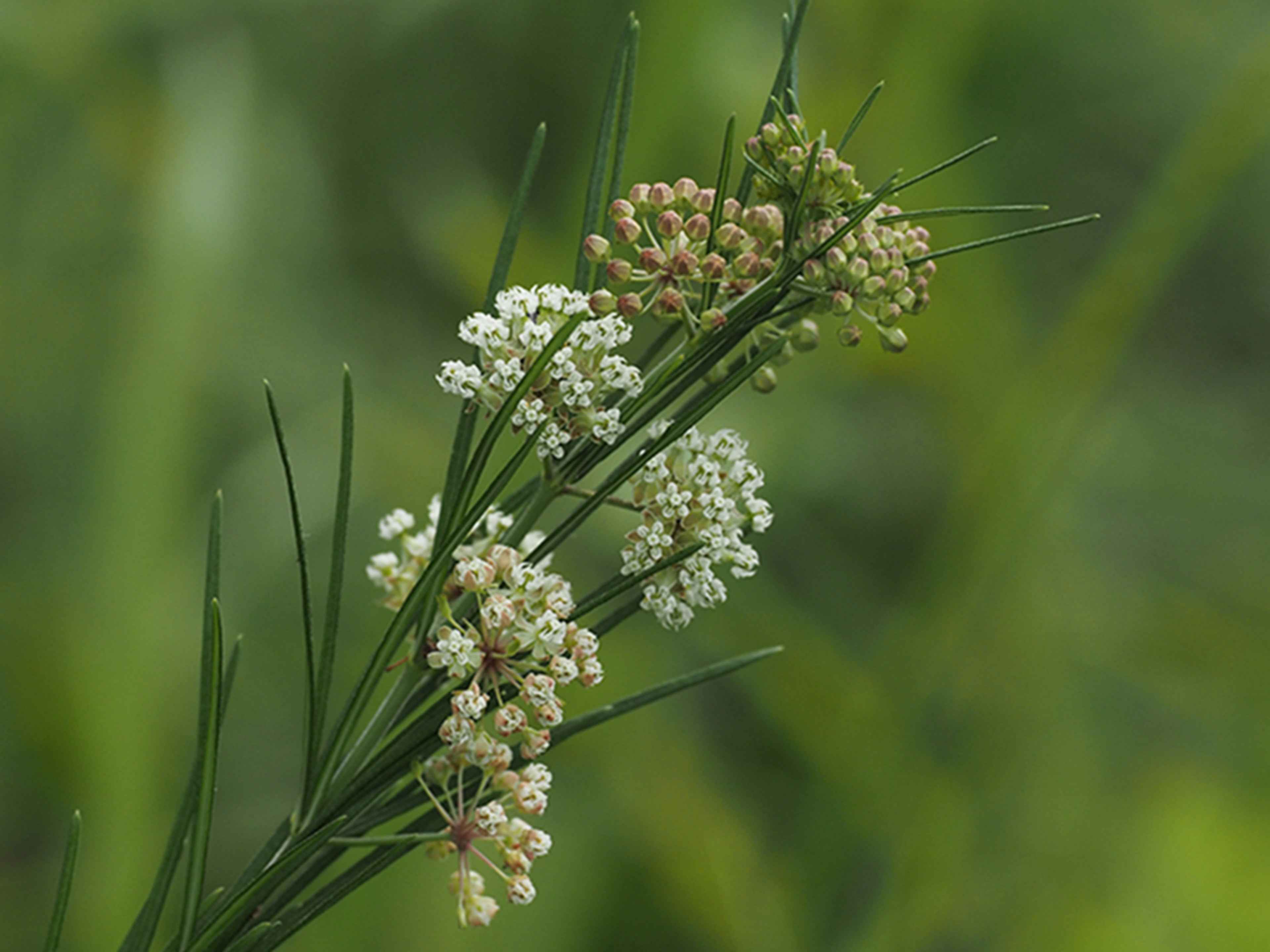 Asclepias verticillata