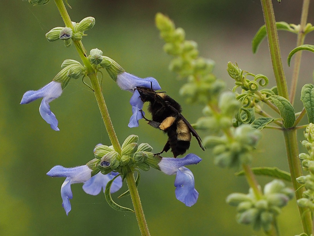 Female American Bumblebee 