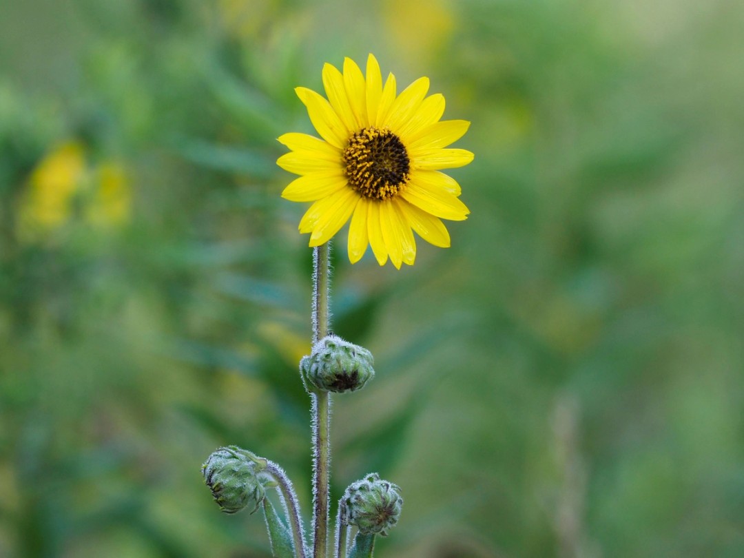 Single bright yellow flower 