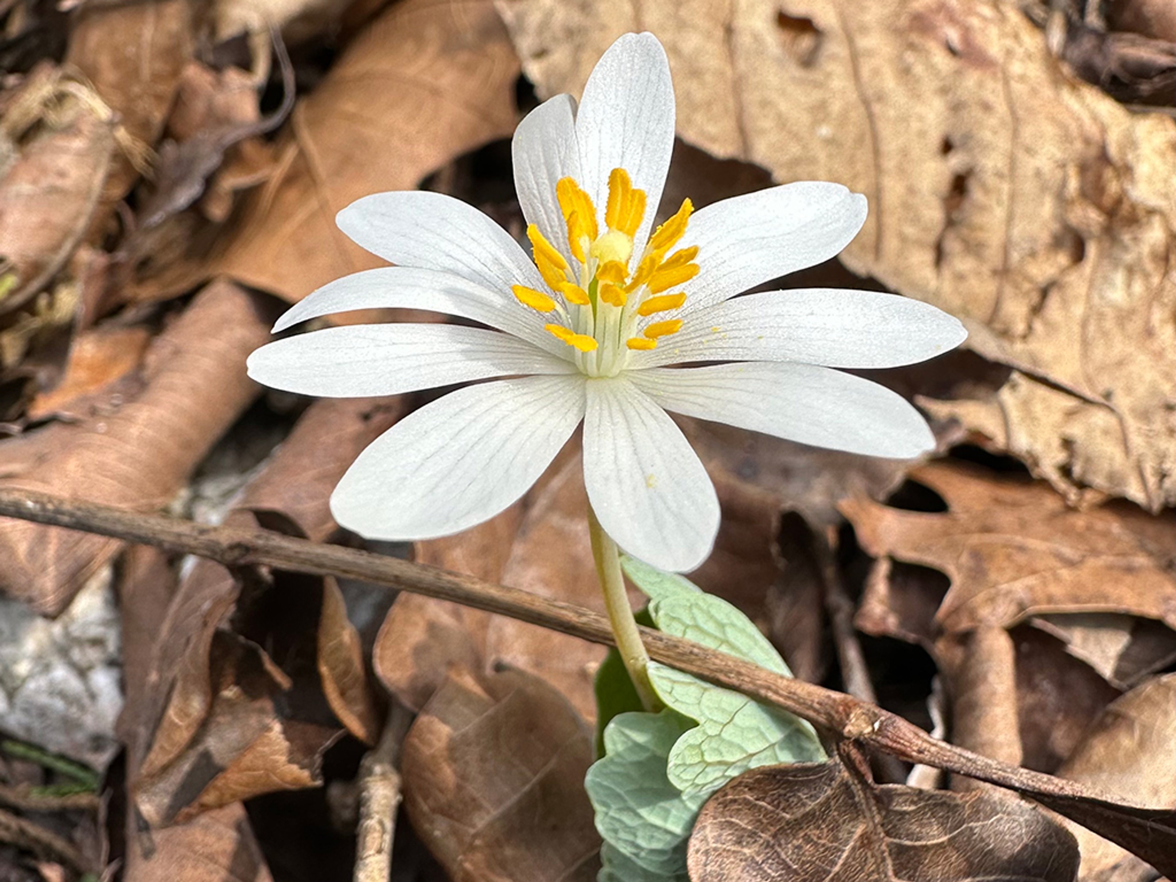Bloodroot flower with many sparkling white petals