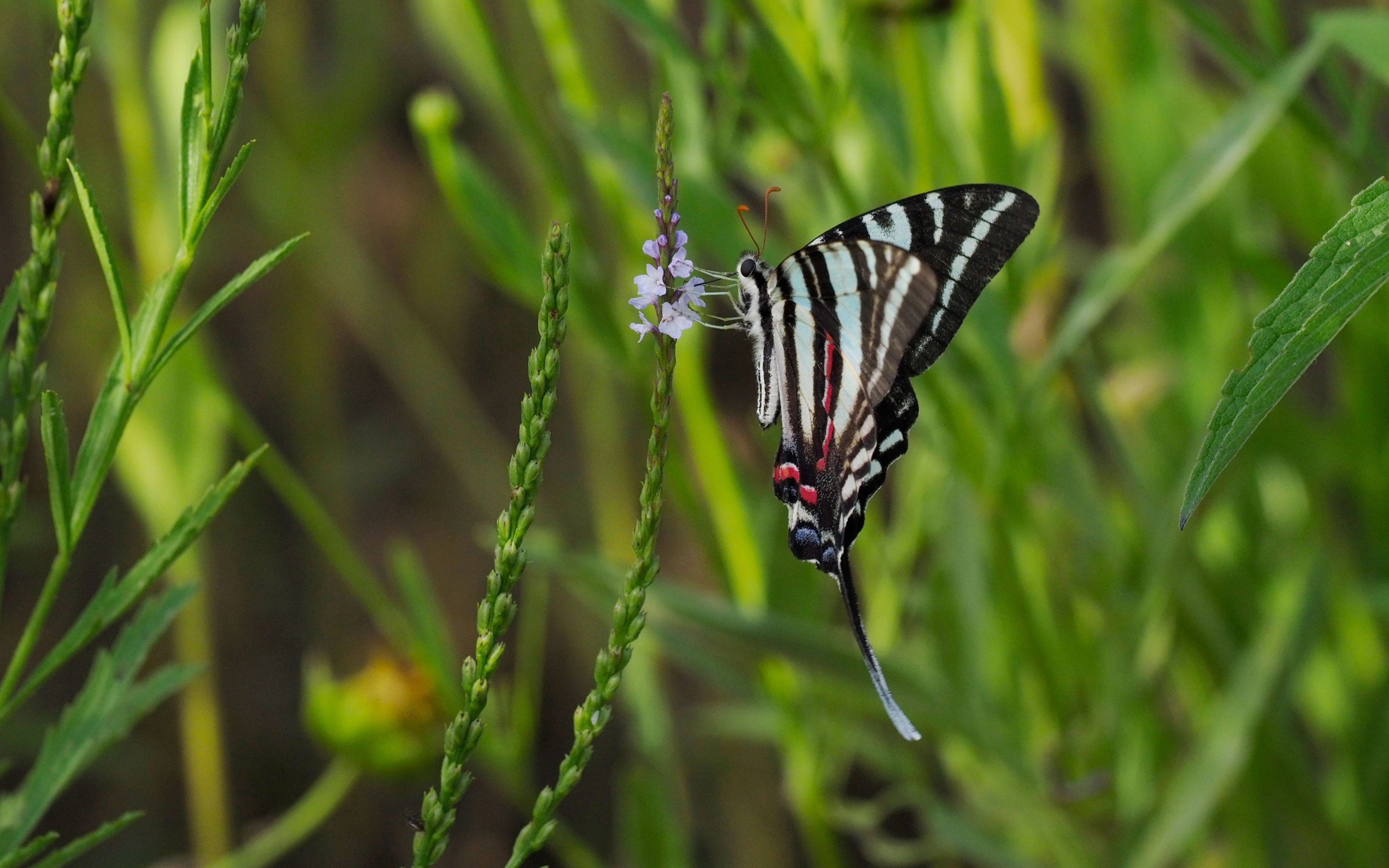 Verbena simplex with Zebra Swallowtail butterfly