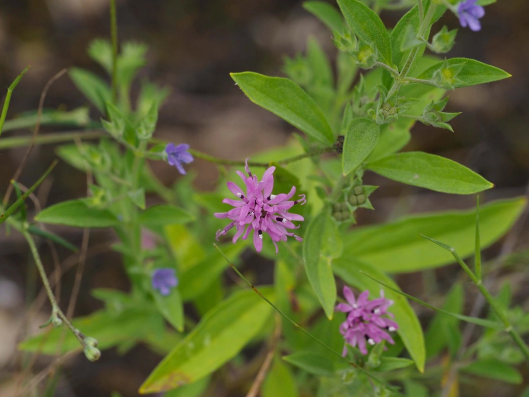 Trichostema brachiatum
