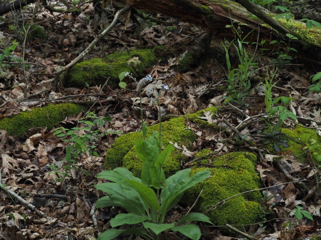 Rich woodland habitat