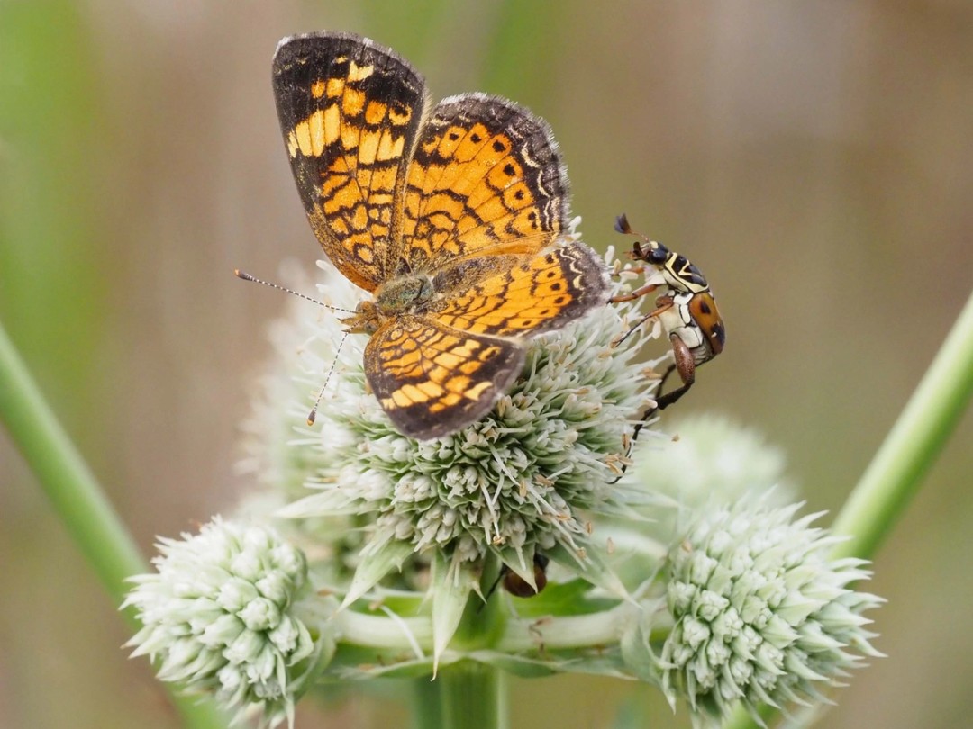 Pearl crescent