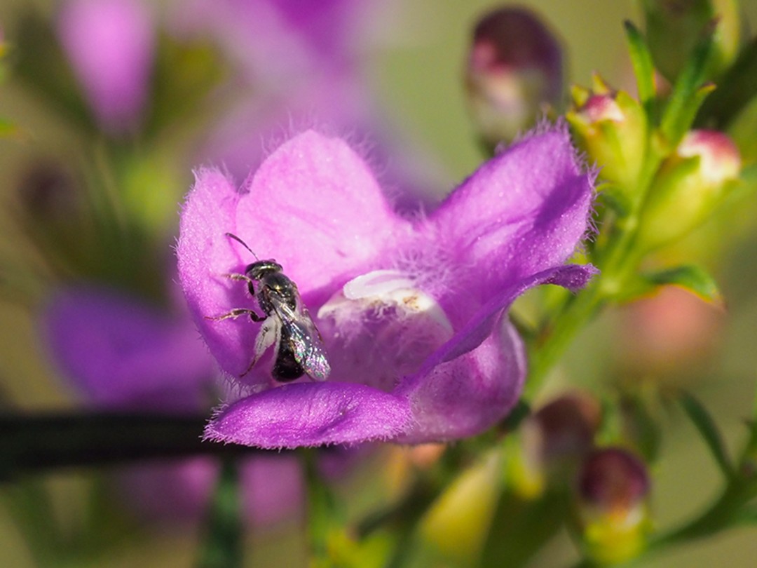 Small Sweat bee visiting Purple false foxglove