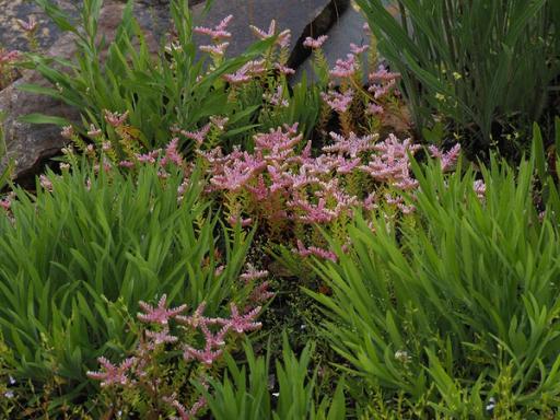 with Sedum pulchellum