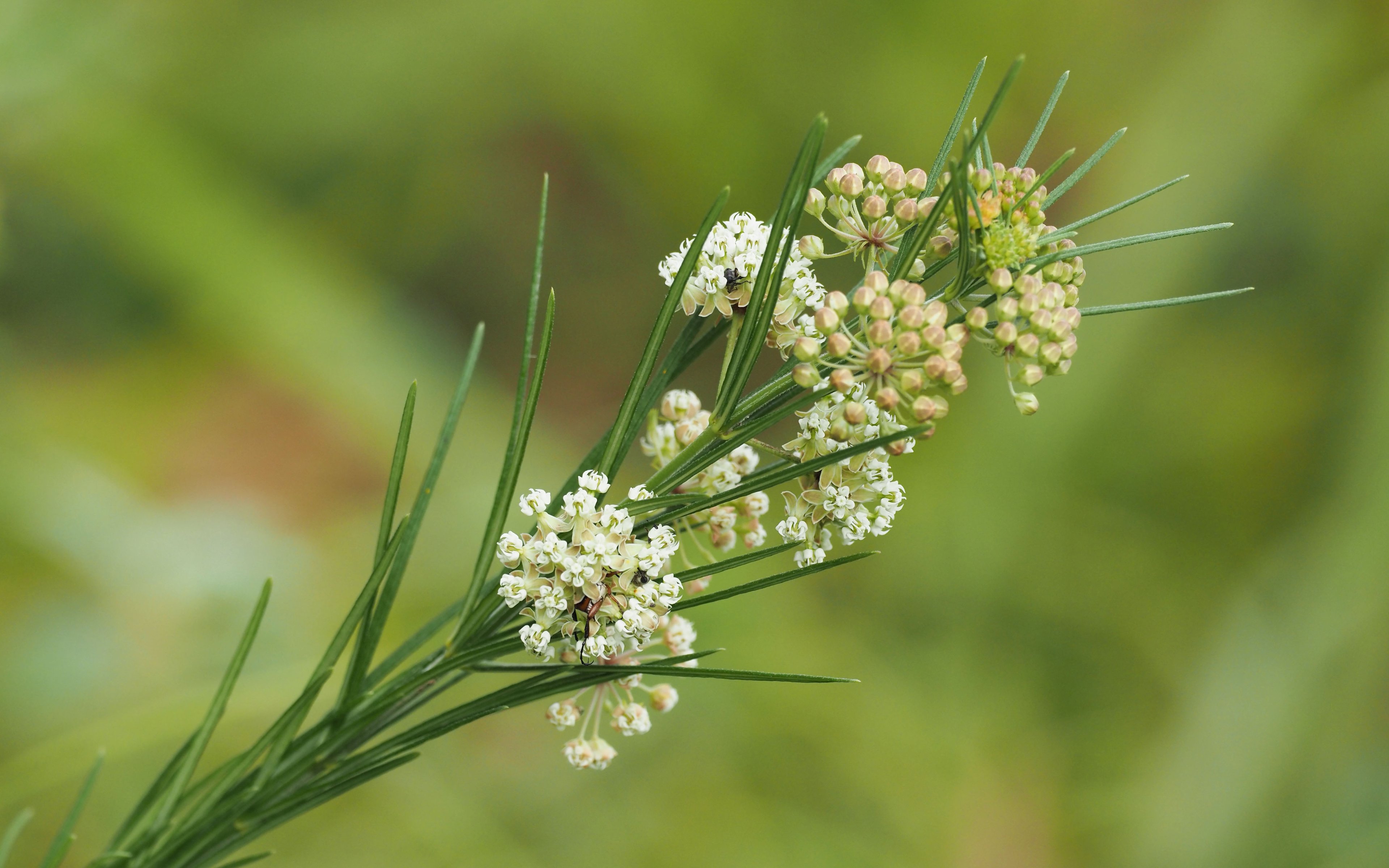 Asclepias verticillata