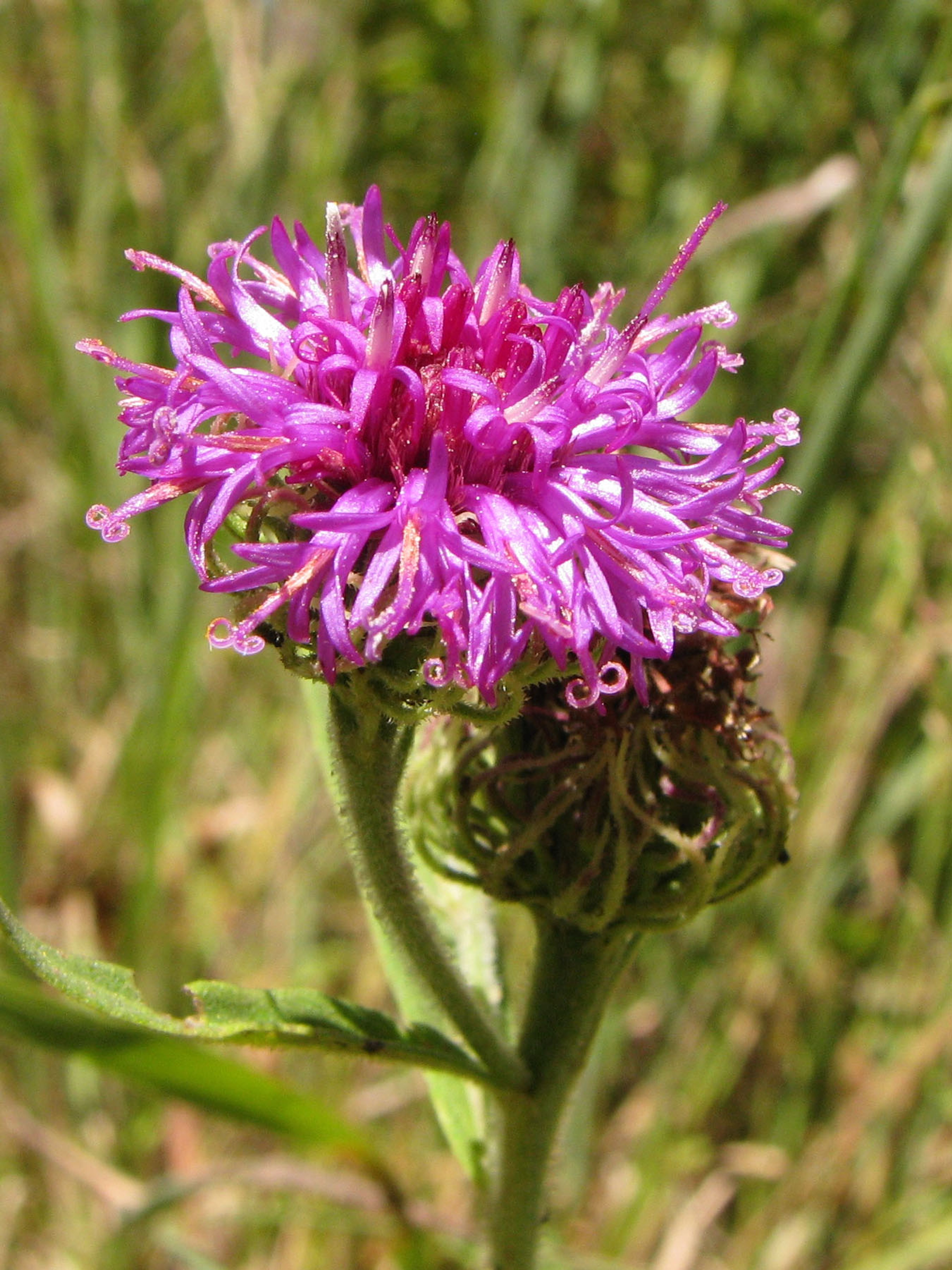 Bright purple flowers of Vernonia arkansana