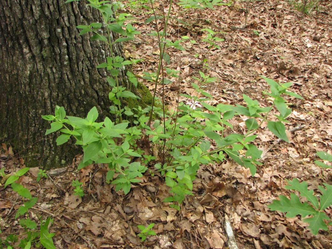 Fresh leaves in spring