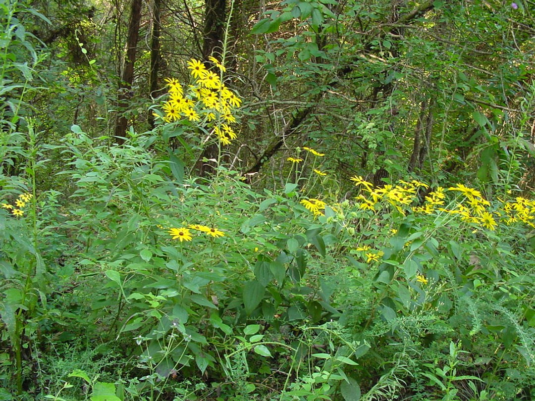 Growing at the woodland edge