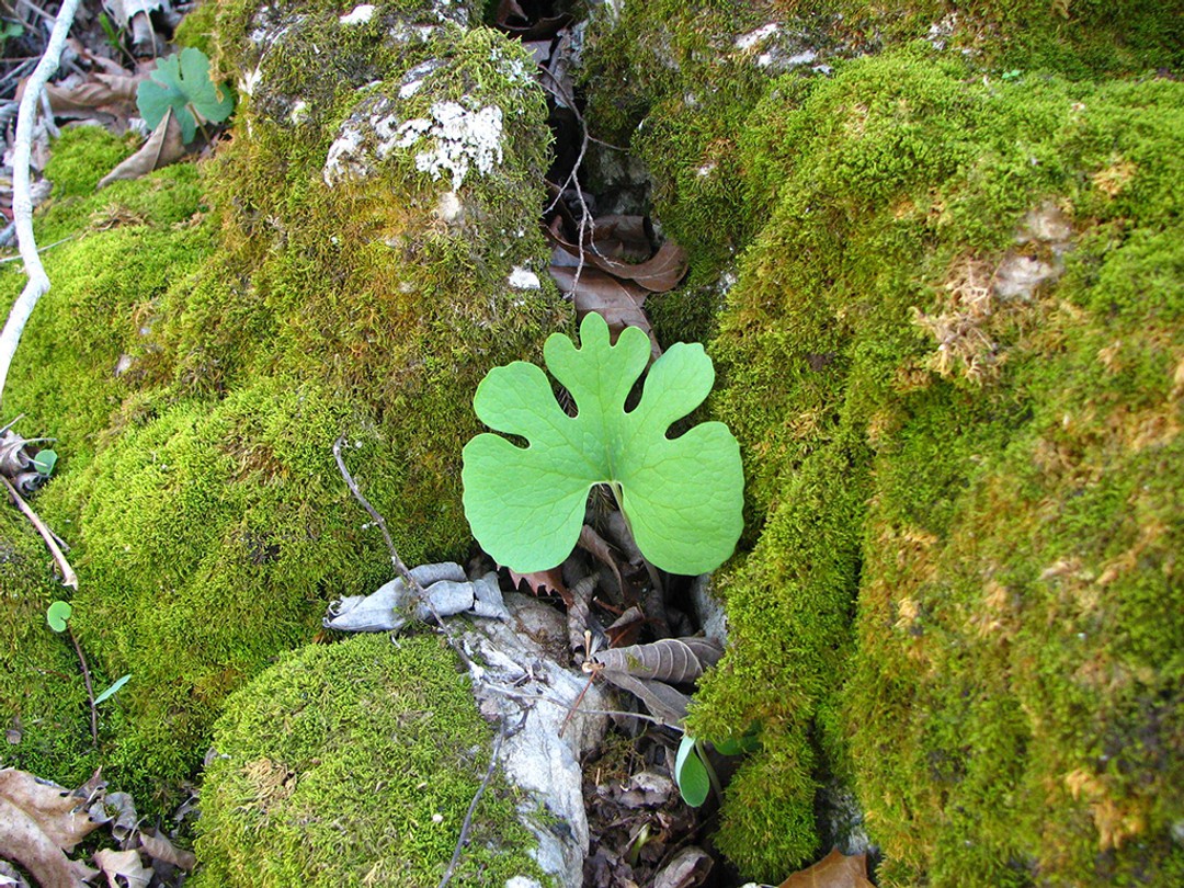 Rocky habitat of Bloodroot