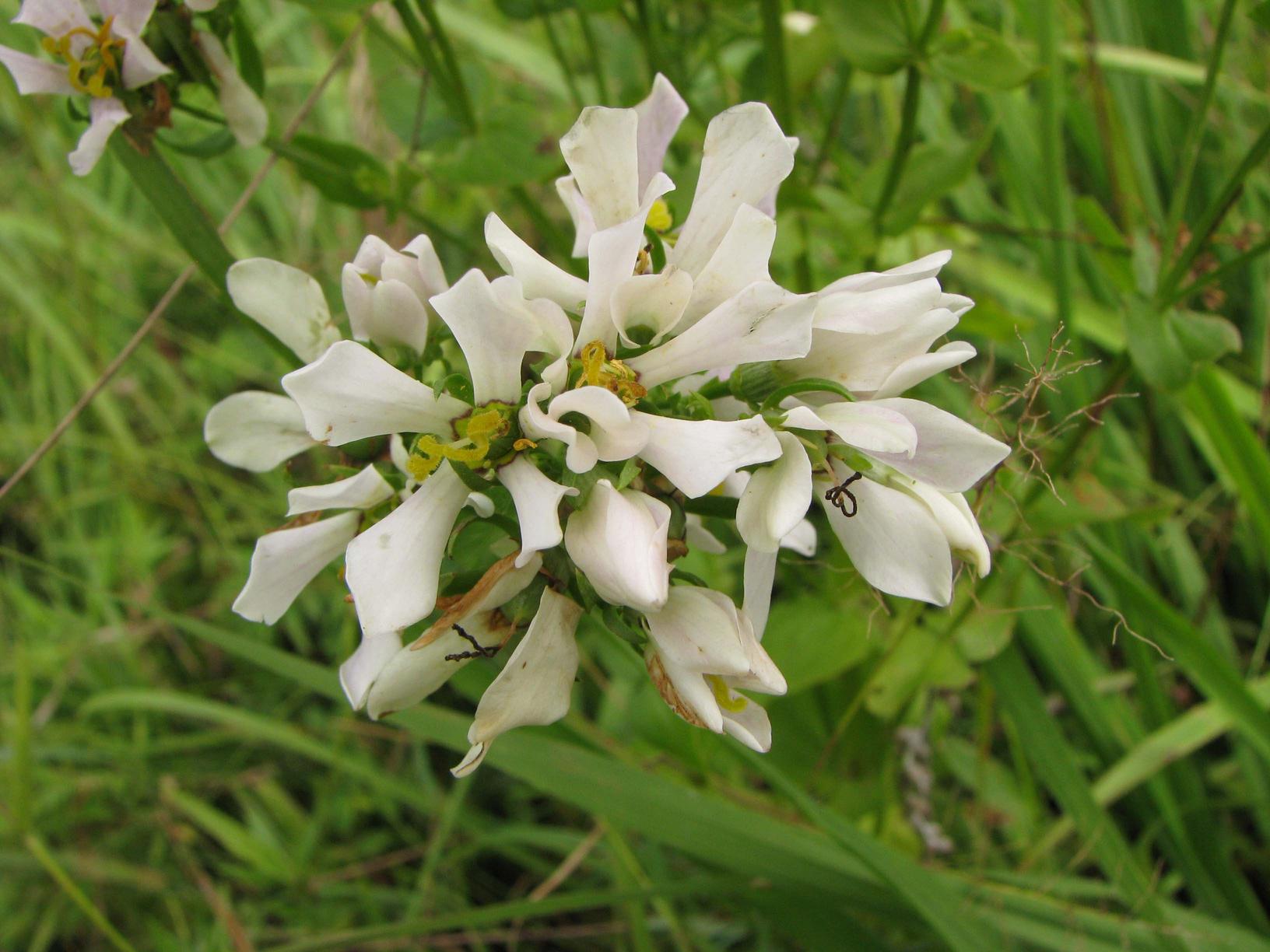 White flowers