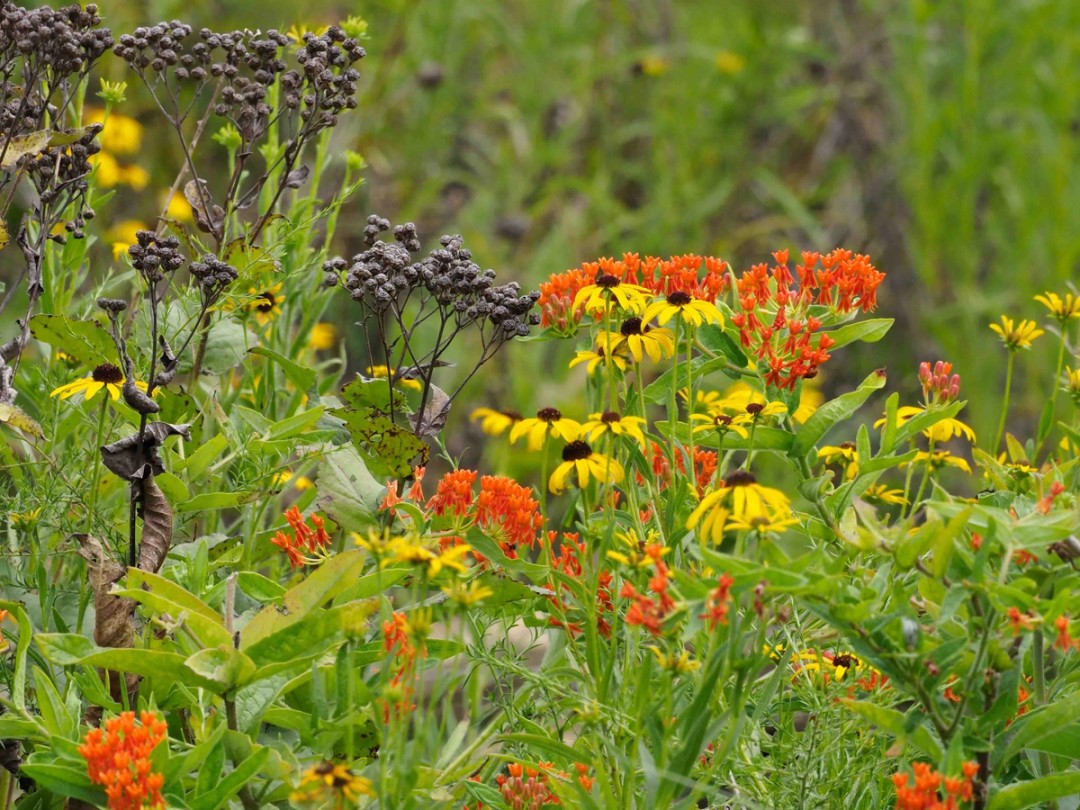 Wild quinine, Blackeyed susan