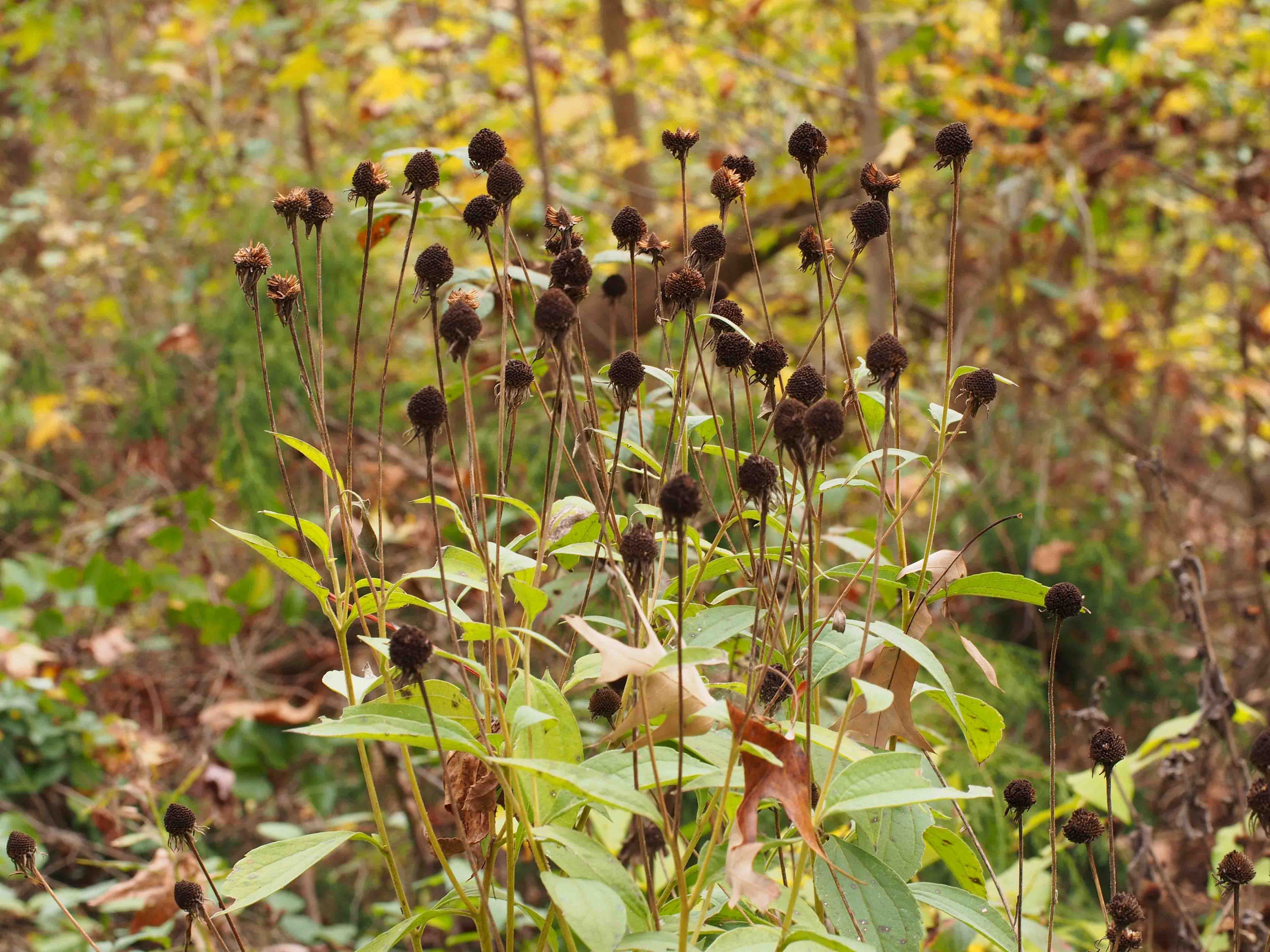 Seed heads in November