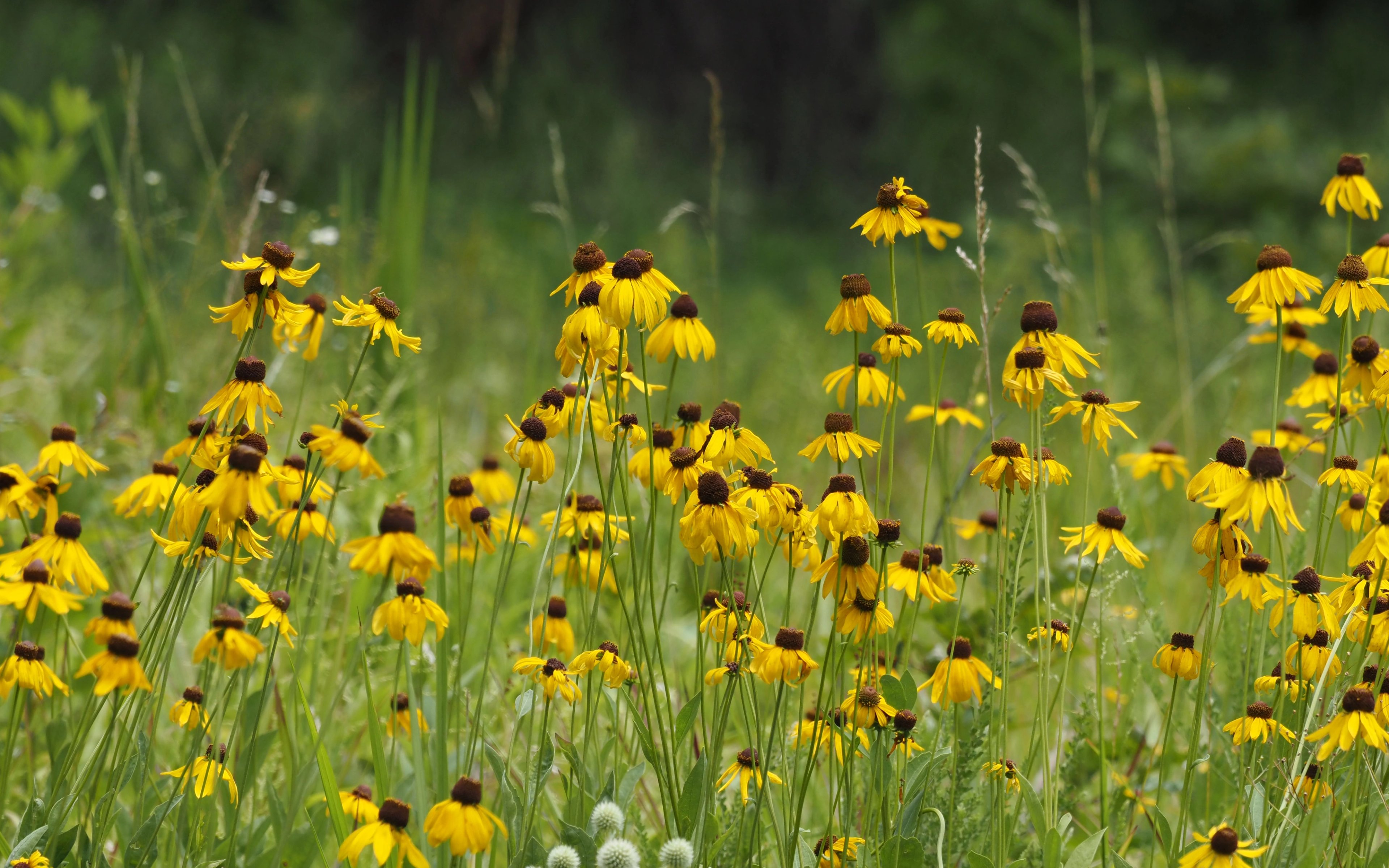 Tall or Rough Coneflower