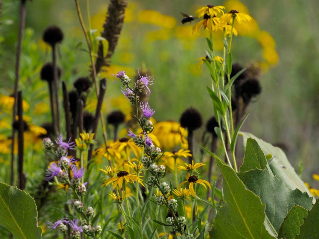 Rudbeckia missouriensis, Silphium terebinthianum, Glandular canadensis