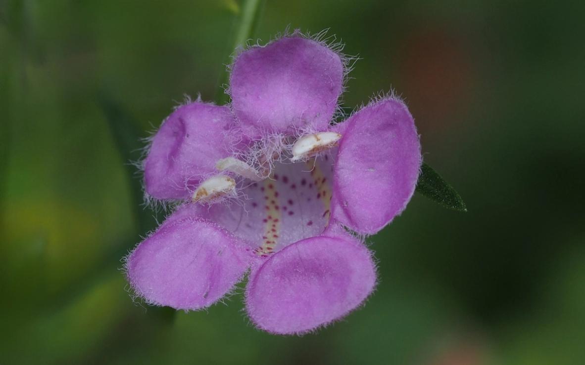 Agalinis fasciculata flower