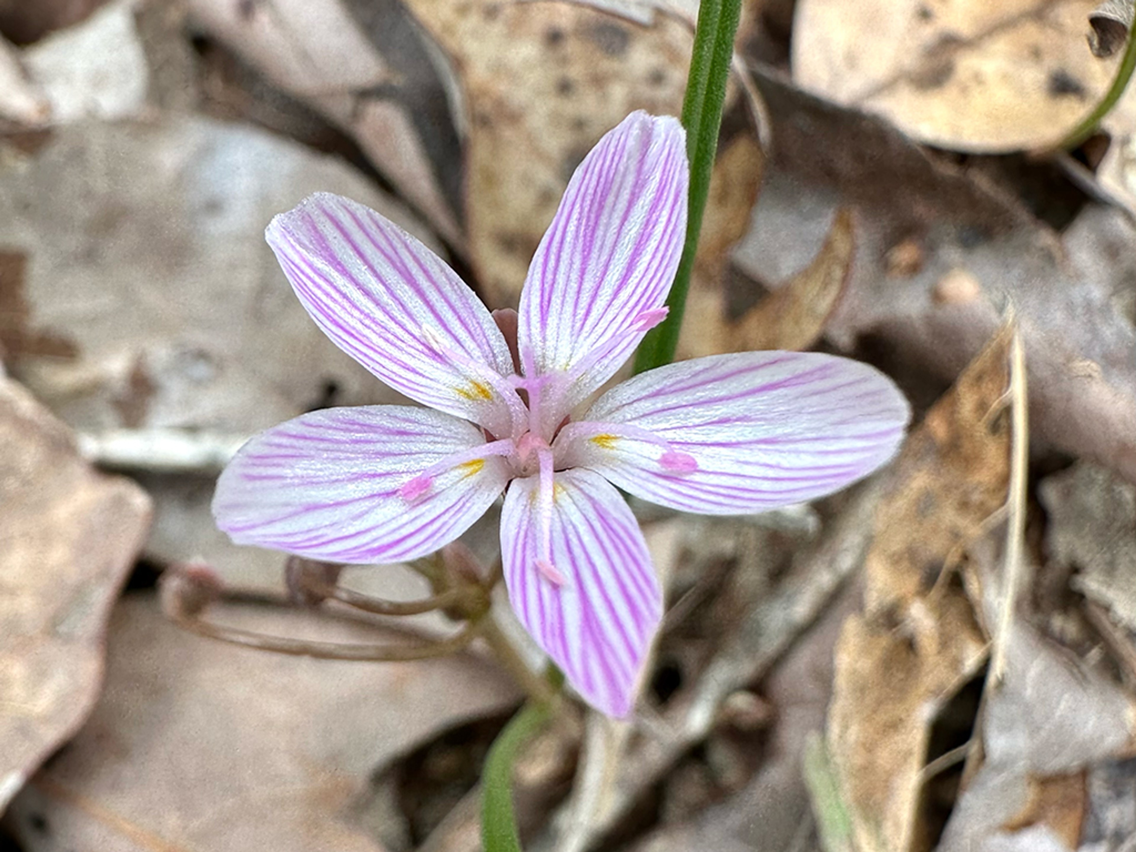 Claytonia virginica