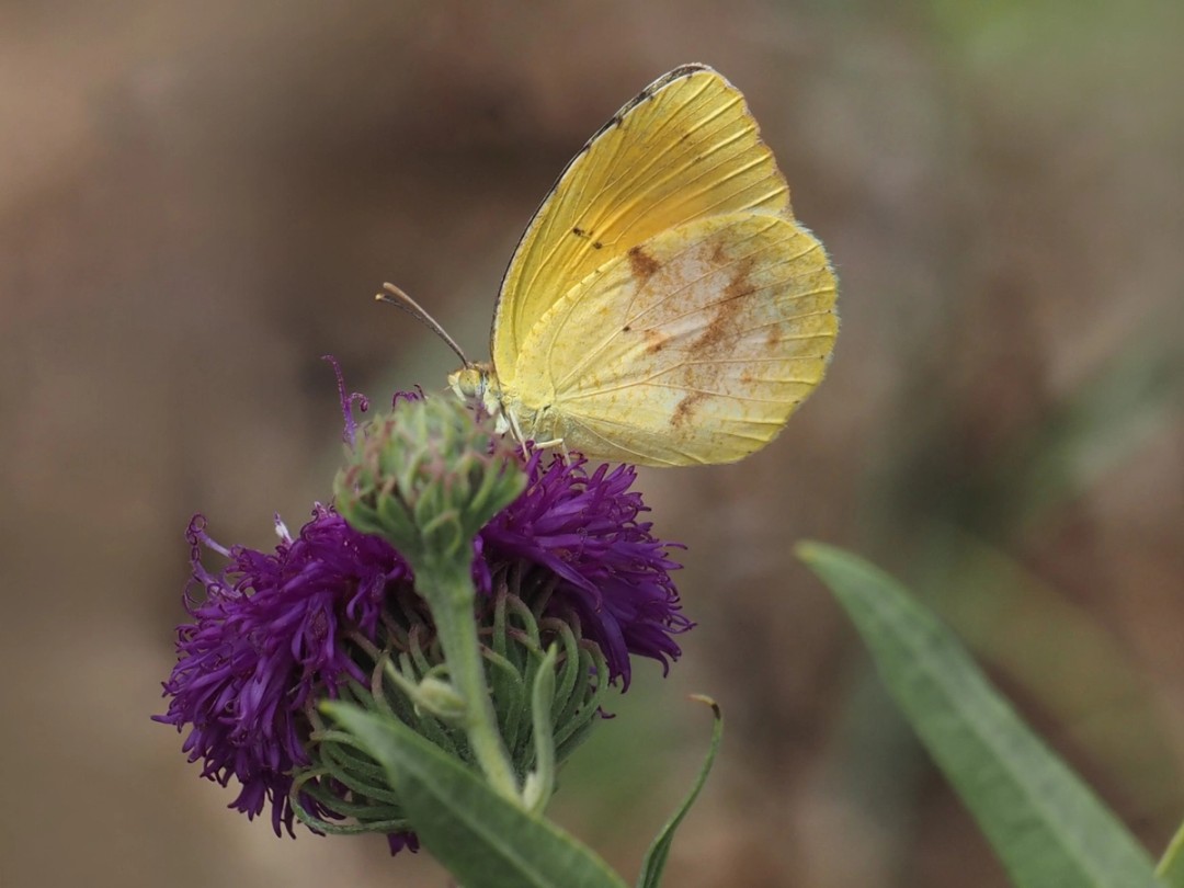 Sleepy orange butterfly
