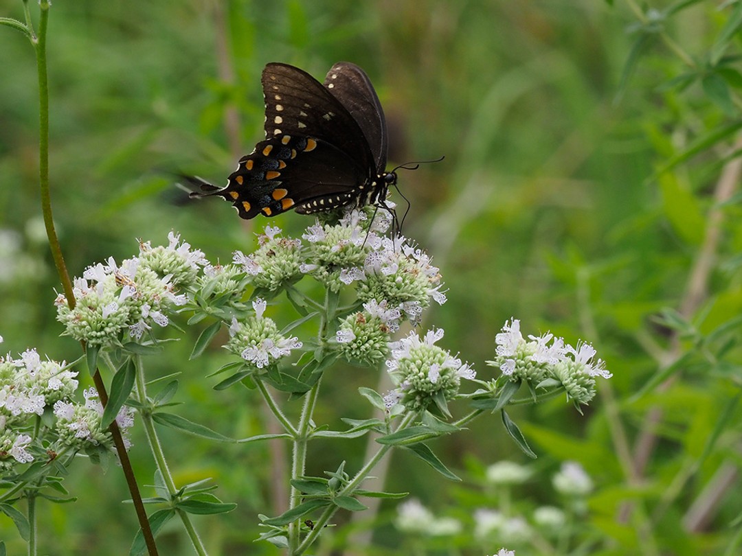 Spicebush swallowtail