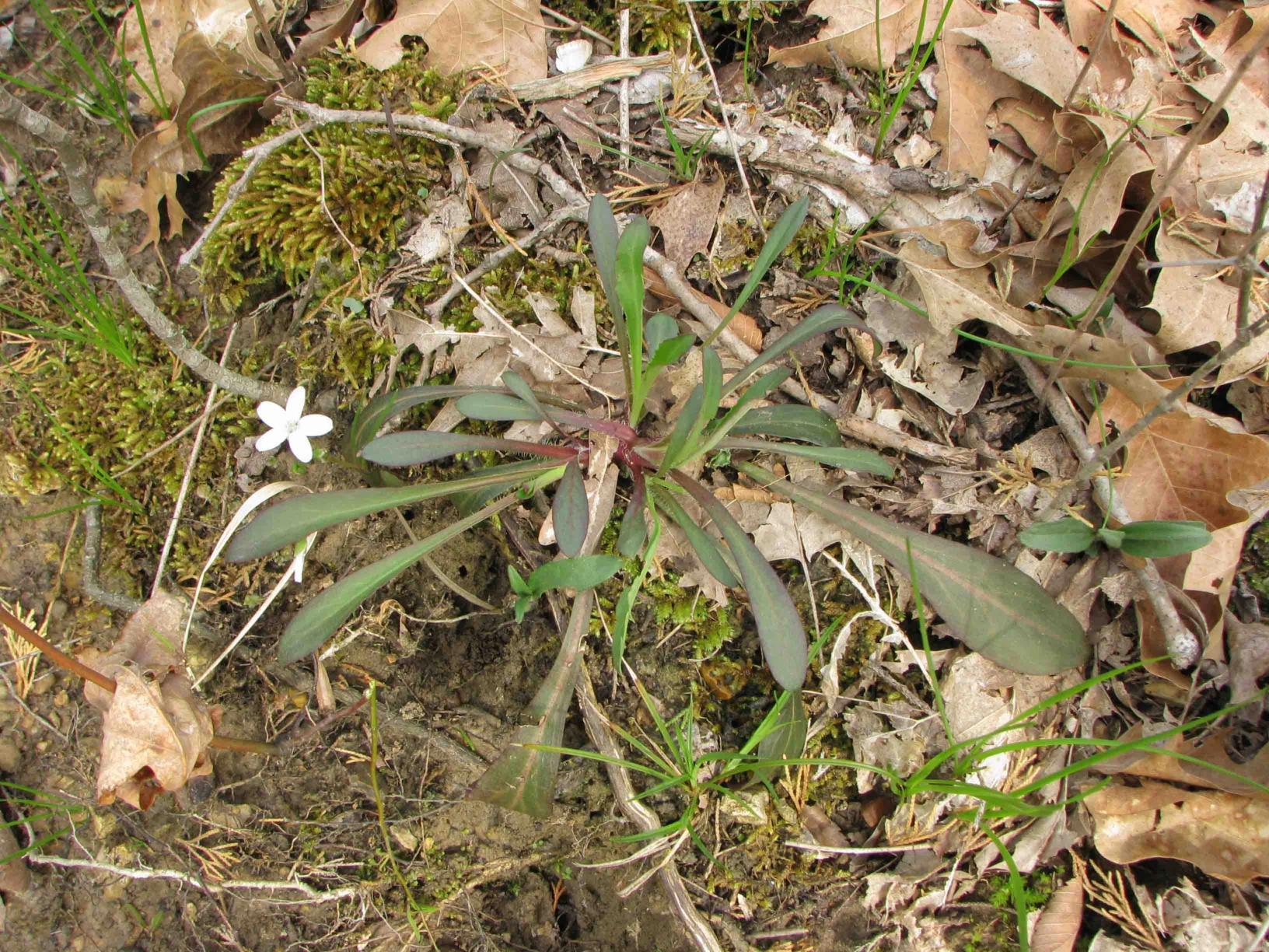 Basal rosette Silene virginica