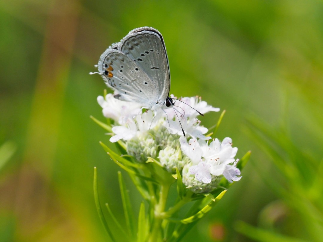 Eastern Tailed-Blue