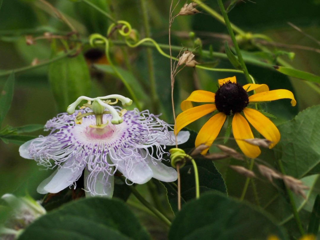 Passion vine