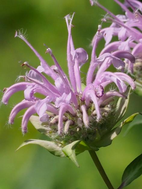 Monarda fistulosa pink flower