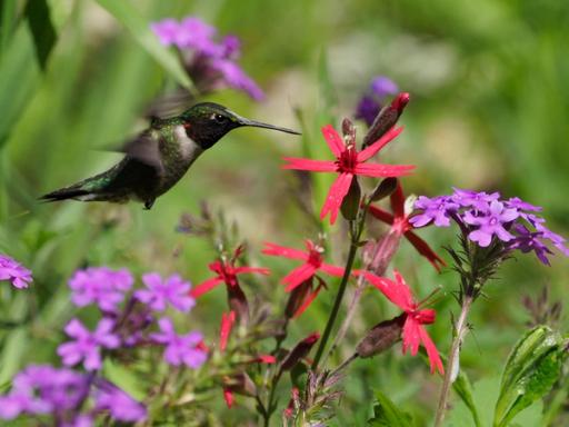 Ruby-throated hummingbird visiting Fire pink