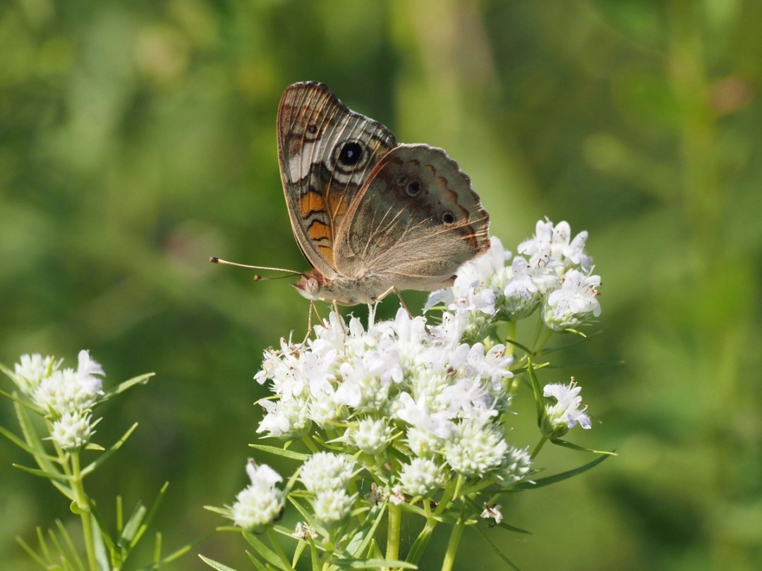 Common Buckeye