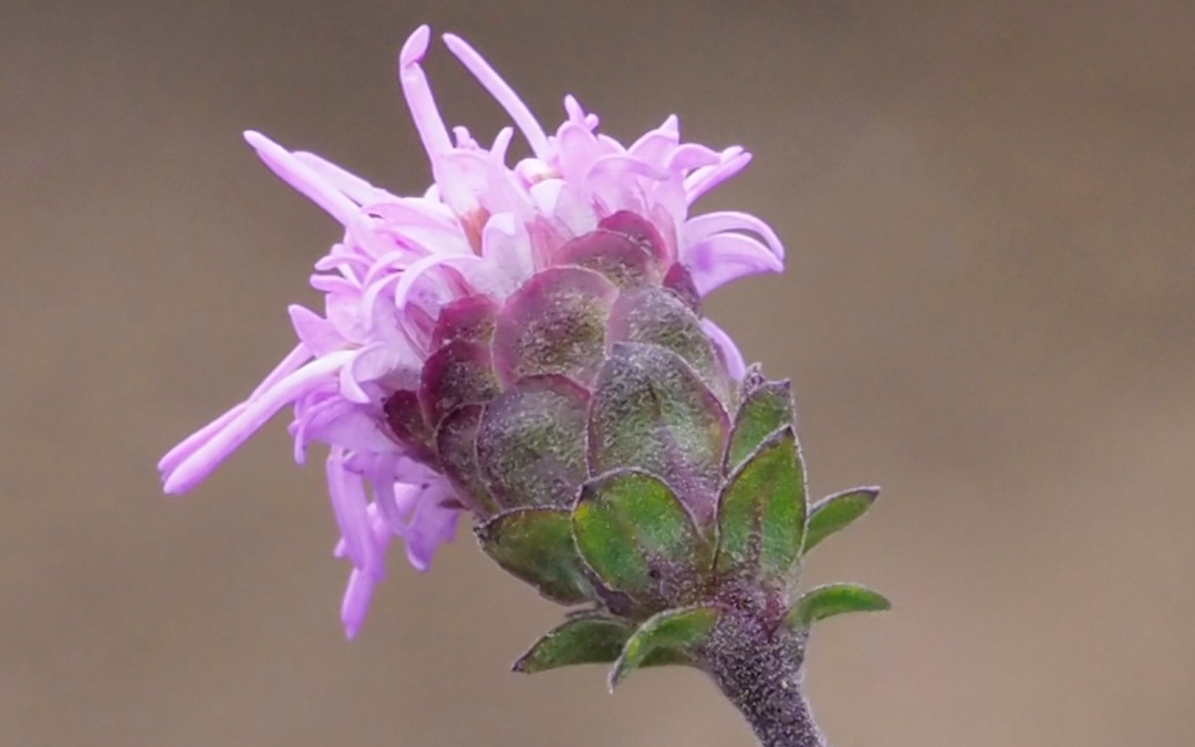 Liatris scariosa bracts