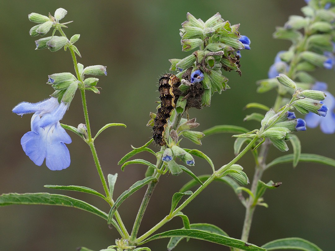 Tobacco Budworm