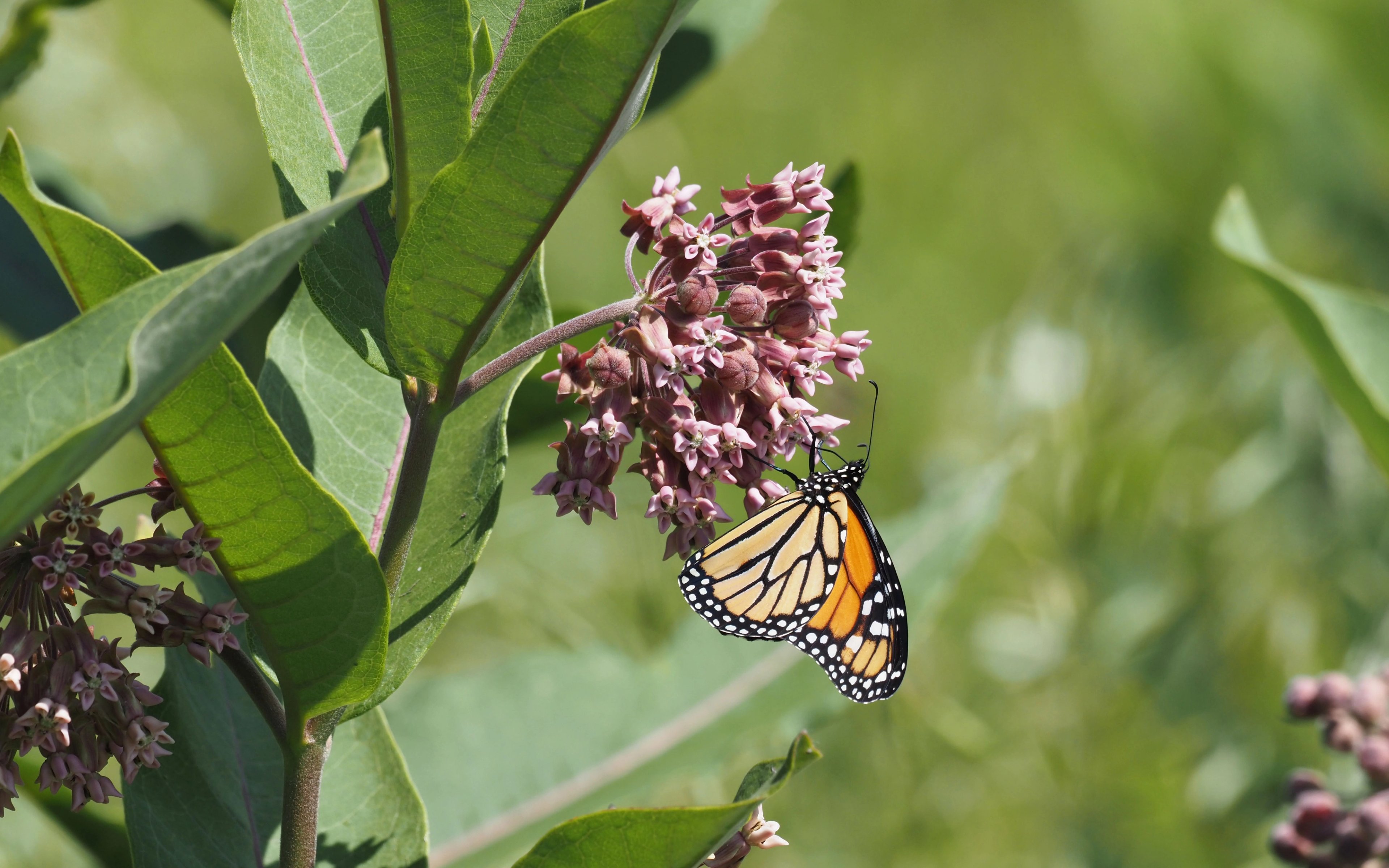 Monarch butterfly on Common milkweed